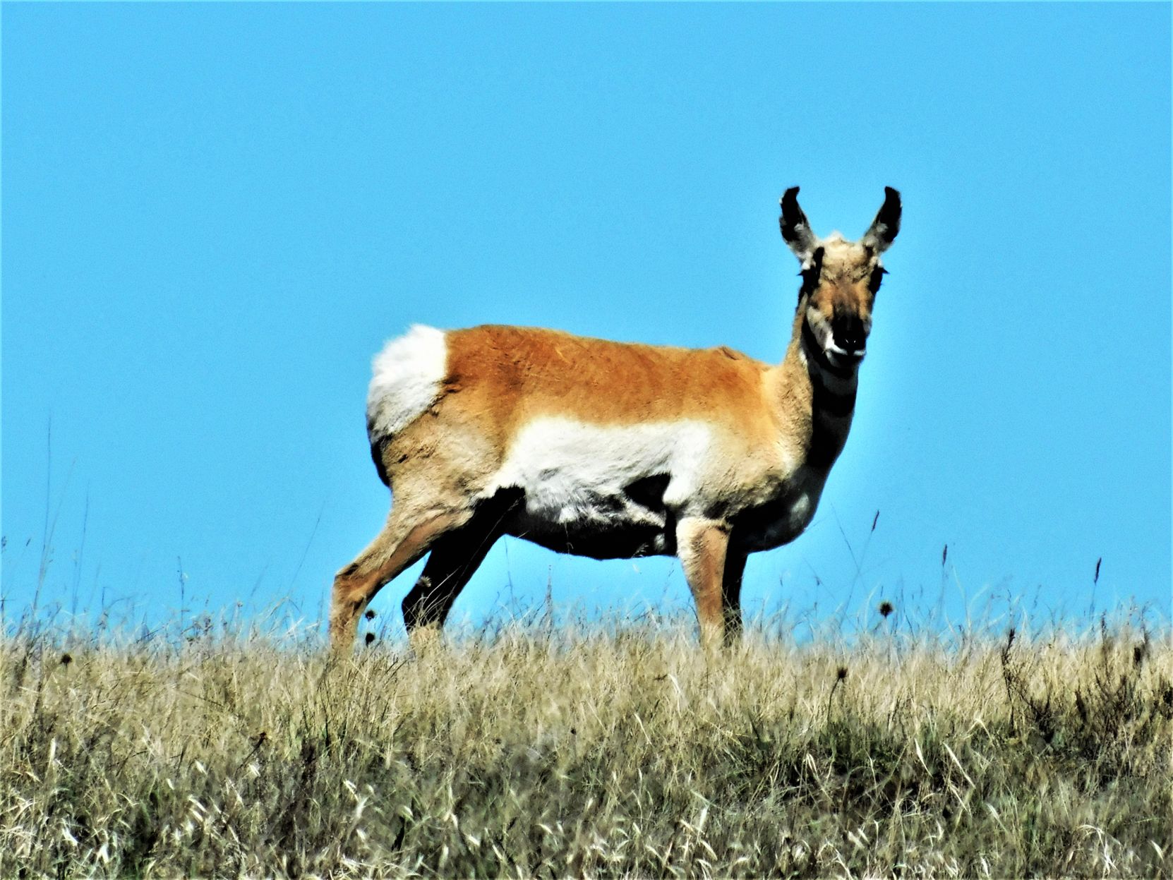 Antelope